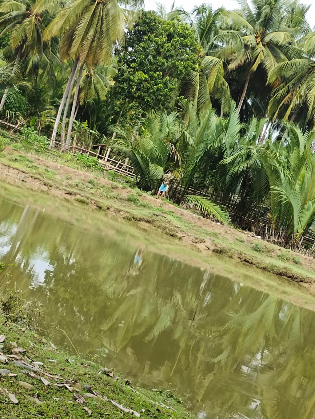 Tambak Ikan di Desa Peurade Sebagai Wadah Budidaya Perairan