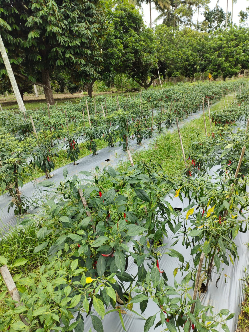 Kebun Cabe Yang Terdapat di Desa Peurade Sebagai Upaya Untuk Meningkatkan Ekonomi Masyarakat 