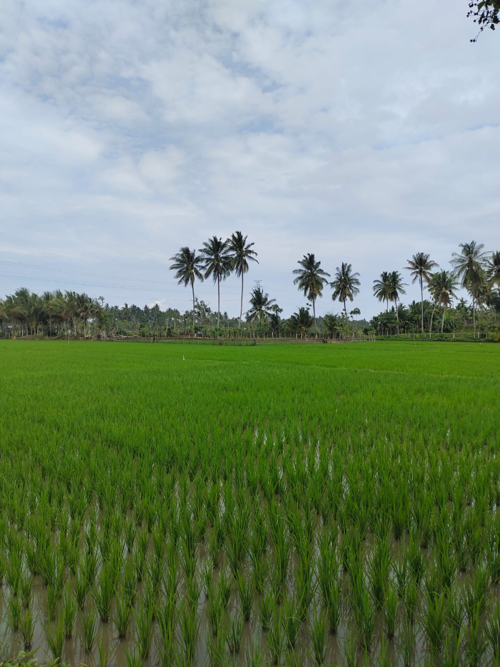 Sawah Yang Terdapat di Desa Peurade Sebagai Mata Pencaharian Masyarakat Desa Peurade